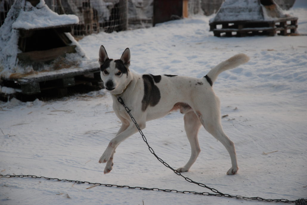 Ungeduldig auf den Einsatz warten. Schlittenhunde lieben Kälte und Bewegung. Foto: Elisabeth Giovanoli