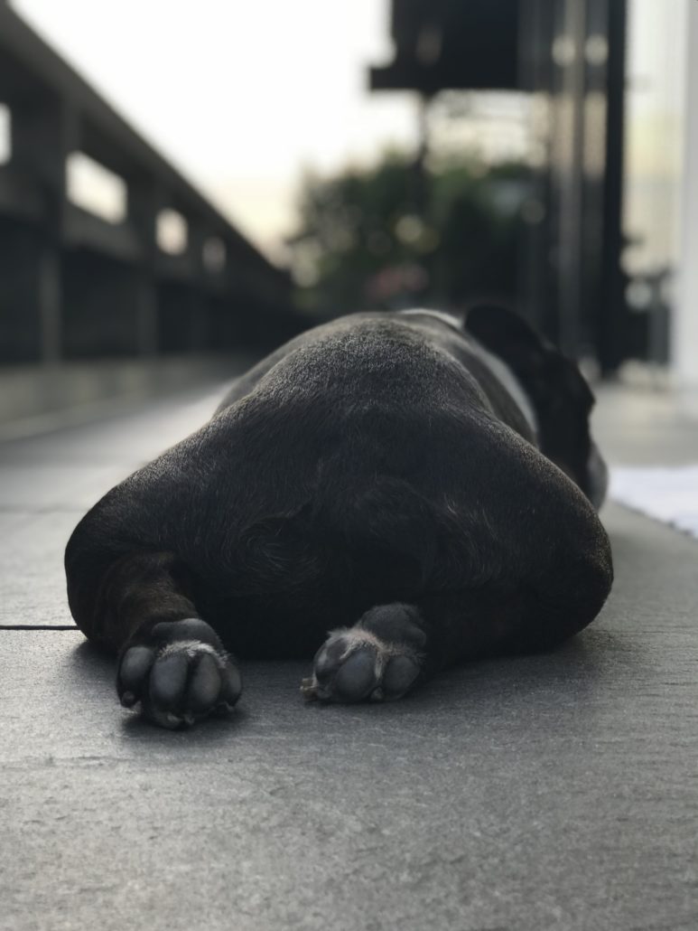 Geniesst sein Leben. Bulldogge Rio aus dem Schweizer Tierheim. 