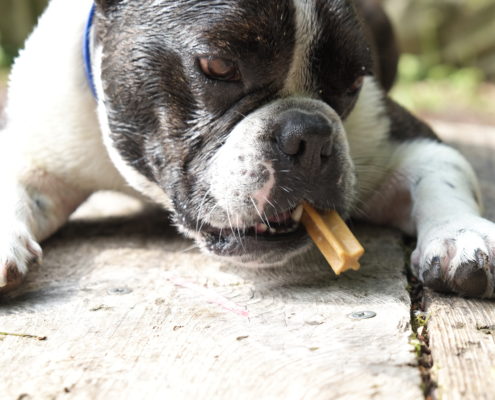 Zahnpflege Hund - genauso wichtig wie bei Menschen.