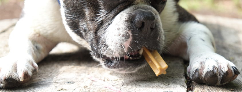 Zahnpflege Hund - genauso wichtig wie bei Menschen.